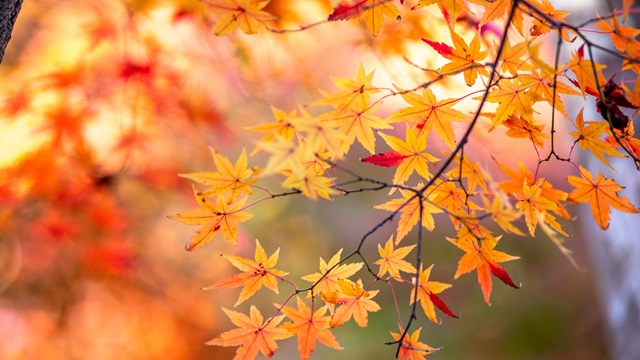 紅葉が示す秋のイメージ