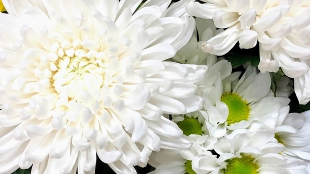 菊の花のアップ