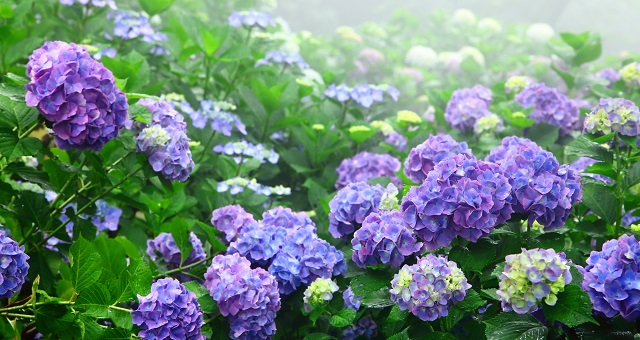 6月のイメージ
