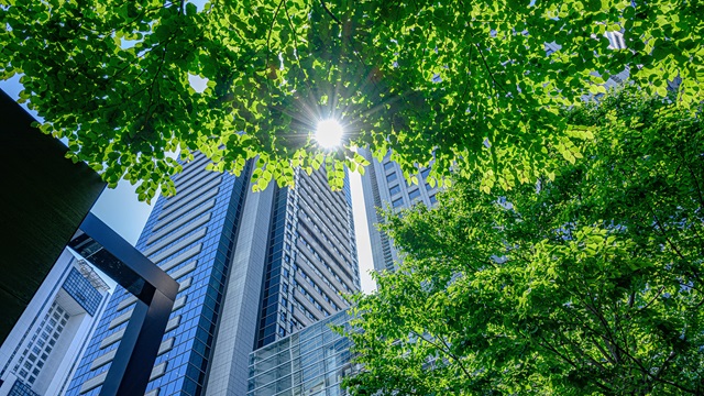 オフィス街にある新緑の隙間に陽が差す様子